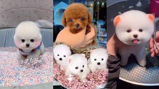 Забавный милый шпиц тик ток  | Chó Phốc Sóc Mini Tik Tok Funny Pomeranian Videos #2