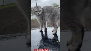 Мия #music #funny #remix #comedy #memes #novel #humor #fun #sketch