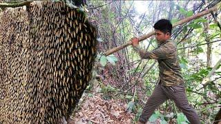 Exploiting wild bees and the dangers of wild bee nests