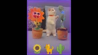 Cat scared of cactus and sunflower toys