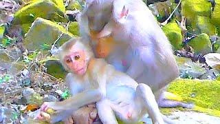 OMG, Who is this baby monkey, He is not LEO or LUNO & Libby is enjoy with this baby