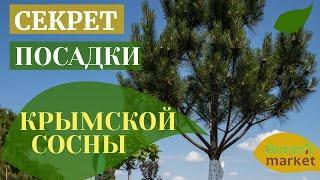 Крымская сосна - как посадить? Раскрываем секрет необычной посадки крымской сосны | Botanic Market