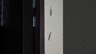 praying mantis vs lizard.. #shortvideo #enjoy #viral #amazing