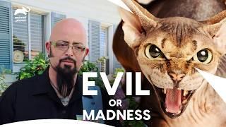 This Sphinx Hates Its Pet Mom! Can Jackson Galaxy solve these cat issue | My Cat From Hell