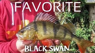 Testing my new Favorite Black Swan Perch fishing rod