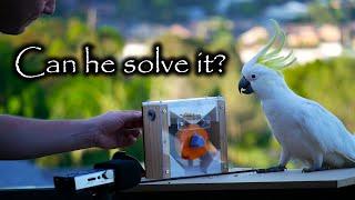 Only SOME Cockatoos can solve this puzzle. Why?