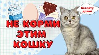 Запрещённые продуктов для кошки / Смешные кошки - Майя #кот #кошка