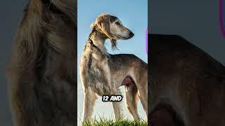 5 Quick Facts About the Ancient Dog Breed, The Saluki! 