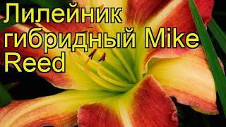 Лилейник гибридный Майк Рид. Краткий обзор, описание характеристик hemerocallis Mike Reed