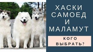 Хаски, маламут или самоед. Как правильно выбрать?