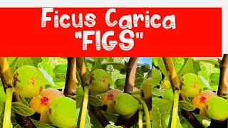 Figs “ FICUS CARICA” One of the fruits mentioned in the Bible #figs #fruit #new jersey