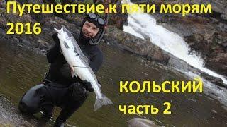 Подводная охота на Кольском 2016 часть 2 (реки, баренцево, рыбачий, сёмга, камчатский краб)