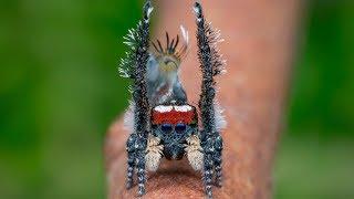 Peacock Spider 20 (Maratus tortus)