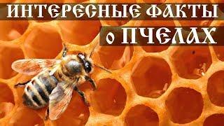 Интересные факты о пчелах