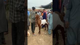 MASHAALLAH ️#goat #2025 #qurbani #shorts #qurbani2025