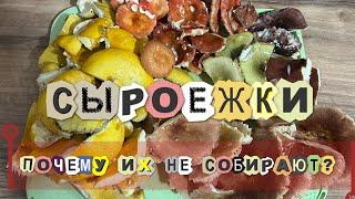 Сыроежки - вкусные грибы! Как готовить? Готовим грибы, ужин 🫶