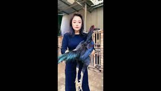 ganoi, Veitnam, saigon and Thailand Aseel Chickens | #killer_aseel09 #shorts