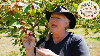 Raintree Nursery Fruit Feature: Dolgo Crabapples!