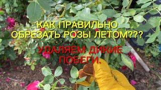 Как правильно  обрезать розы летом??? Удаляем дикую поросль. Результат не заставит ждать!!!