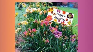 Charming Daylilies Garden Tour- Featuring Peggy’s Daylilies