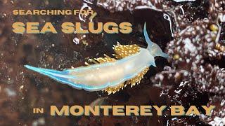 Tidepooling in Monterey California - On the Search for Sea Slugs
