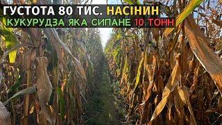 Кукурудза яка може сипанути 10 тонн. Новинка! гібрид ЕПОС від Маїс Дніпро. СКОРО ЖНИВА СОЇ!