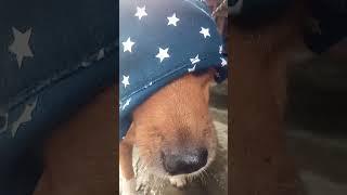 #dj pranking dogs
