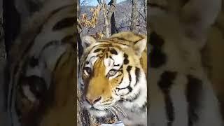 Siberian Big Daddy - Tiger #wildlife #animals #nature #animalworld #tiger