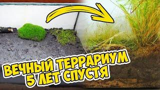 Что Случилось с Вечным Террариумом Спустя 5 Лет? Как Сделать Вечный Террариум