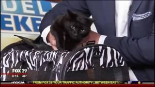 Pam Johnson-Bennett  on Fox Philadelphia for the CatWise Cat Cafe Tour