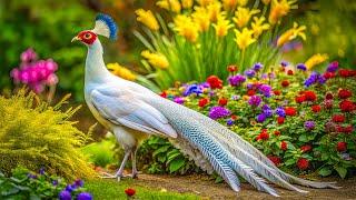 Bird Garden | Colorful Birds | Breathtaking Nature, Wonderful Bird Songs | Stress Relief and Healing