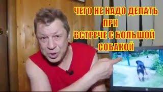 ЧТО НЕЛЬЗЯ ДЕЛАТЬ ПРИ ВСТРЕЧЕ С БОЛЬШОЙ СОБАКОЙ.воспитание и дрессировка ротвейлера