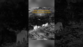 Night Vision with Zenmuse H30T: Unveiling Uganda's Wildlife at Night