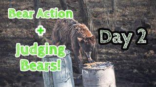 Day 2|TONS of BEAR ACTION (Bonus: Judging Bears) SPRING 2022