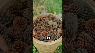 Strange cones made with pine