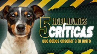 5 HABILIDADES CRÍTICAS que debes ENSEÑAR a tu PERRO #habilidadescaninas #educacioncaninarespetuosa