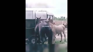 Donkey Mating