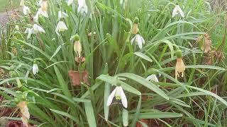 EARTH element Snowdrops: Sensory video music at 432hz