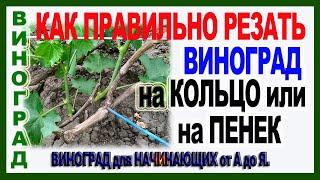   А как это делаешь ты? На кольцо или на пенек? Как правильно обрезать лозу винограда?