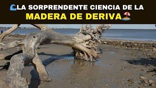 La Sorprendente Ciencia de la MADERA DE DERIVA️