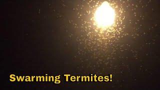 Formosan Termites Swarming On A Saturday Night