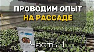 Опыт на рассаде томата розового индетерминантного, арбуза и клубники от Супер-Агро
