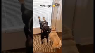 Frenchies! Funny French Bulldog Video. #shorts #frenchbulldog #frenchies #frenchbulldogstuff