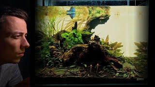 THE BETTA COMMUNITY TANK: NO CO2 ''Blackwater'' & Planted Aquascape Tutorial