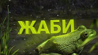 На ЩО здатні ЖАБИ? | Найцікавіше про ЖАБ