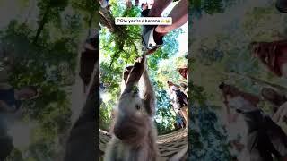 Sacred Monkey Forest in Bali, Indonesia | Cheeky monkey gets up close and personal with the camera