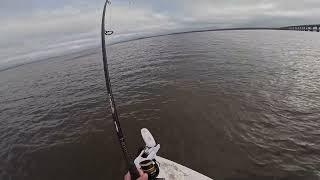 Tarpon Fishing, Broad River, Beaufort SC Fishing!