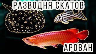 DIVIDE OF AQUARIUM FISH! AROVA, SKATS AND LСОМЫ! FISH BREEDER!