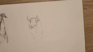 HOW T DRAW A BULL!!! КАК НАРИСОВАТЬ БЫКА!!!!