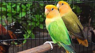 Rosy-Faced Lovebird Sounds (11 Hours) - Orange Headed Opaline, Green & Dark Green